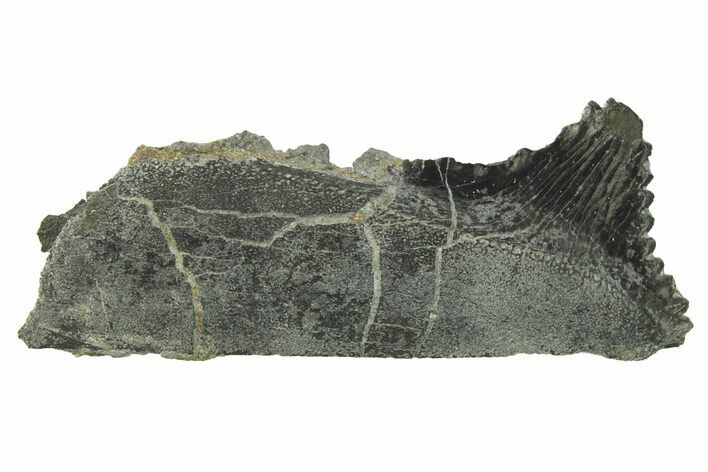 Bizarre Shark (Edestus) Jaw Section with Tooth - Carboniferous #269635